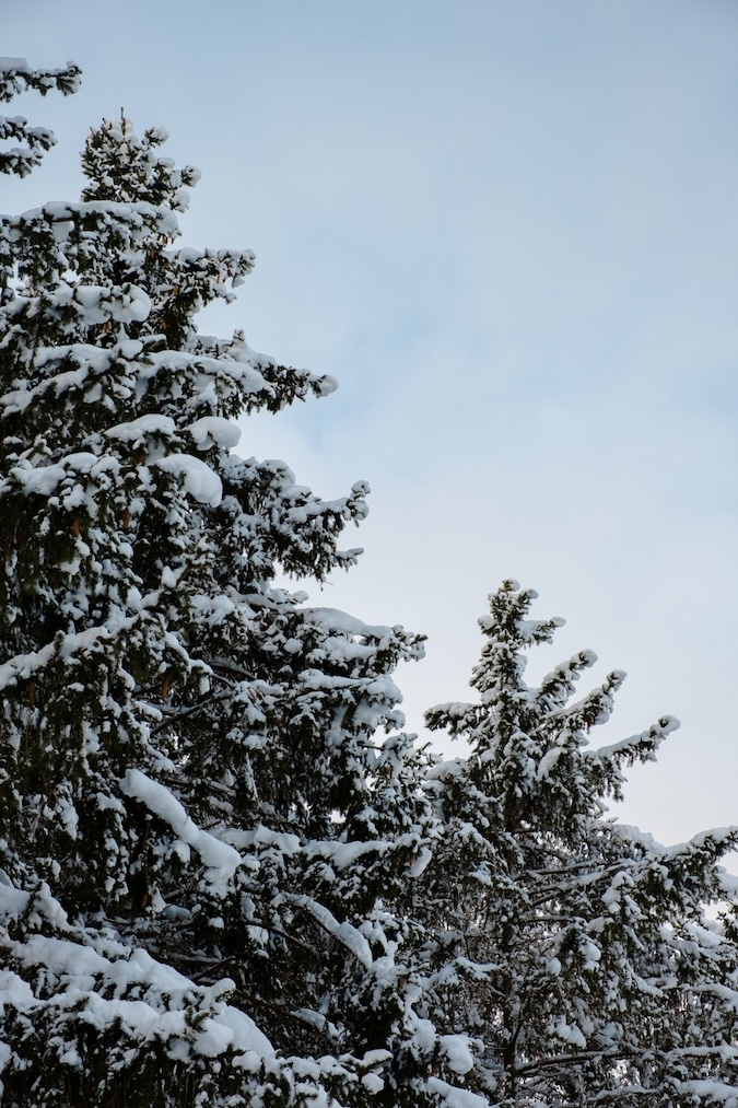 Tannenbäume im Winter